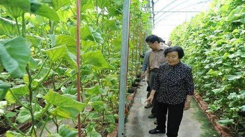 玉林吃瓜最新事件爆料是真的吗,最新爆料真相揭秘