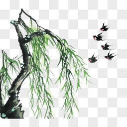 柳树图片大全,柳树图片大全中的自然画卷
