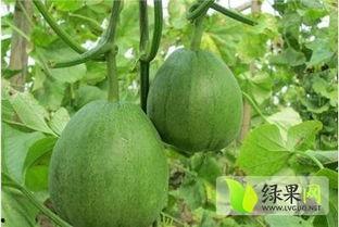 今日脆瓜批发价格多少钱,实惠之选，品质生活新体验