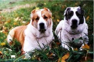中亚牧羊犬图片,草原上的忠诚守护者