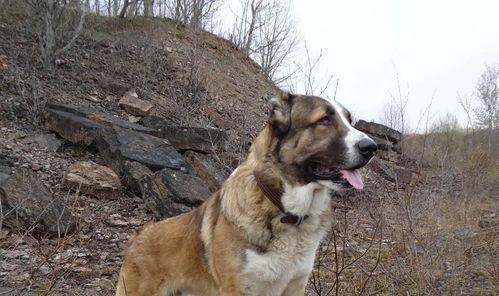 中亚牧羊犬图片,草原上的忠诚守护者